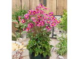 trvalky ducplant(289)