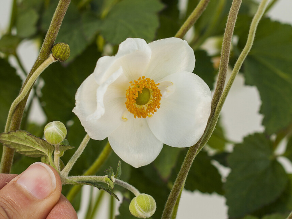 Untitled design 2024 08 26T155708.244