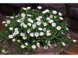 okrasne dreviny ducplant(550)