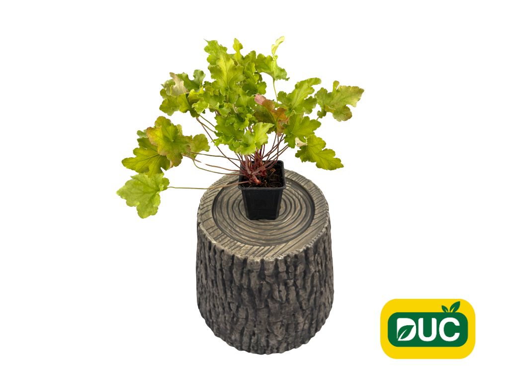 Trvalky Heuchera Lime Marmalade
