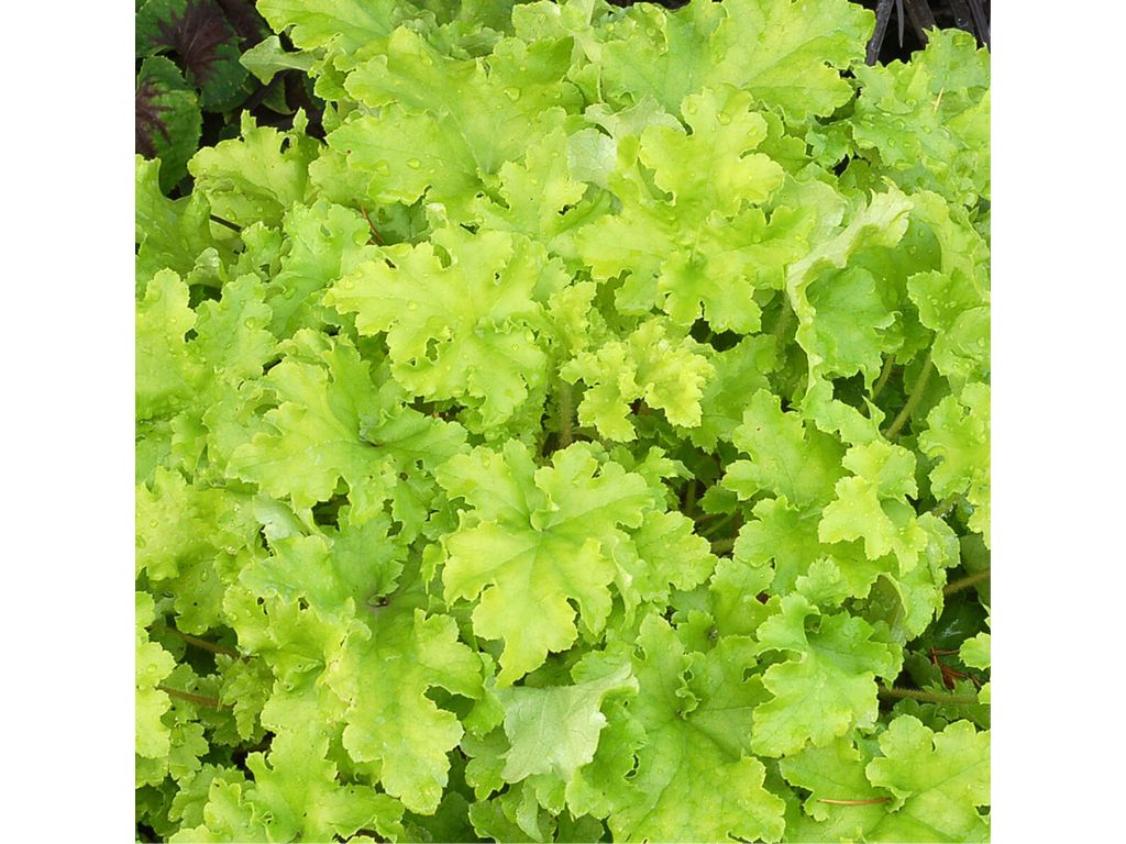 Trvalky Heuchera Lime Marmalade(11)
