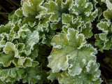 Trvalky Heuchera Lime Marmalade(10)