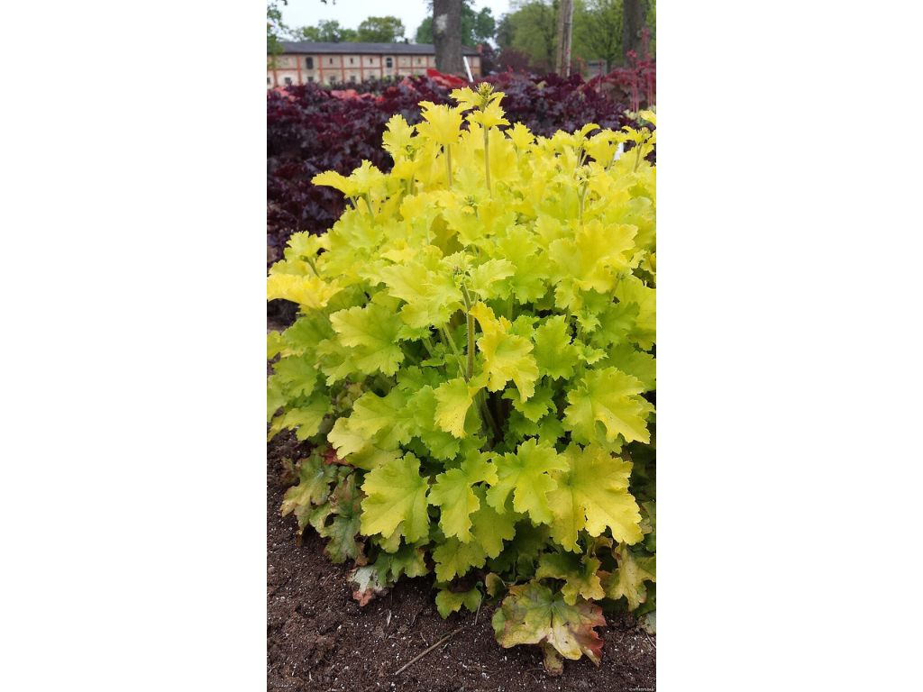 Trvalky Heuchera Lime Marmalade(9)