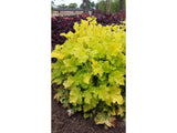 Trvalky Heuchera Lime Marmalade(9)