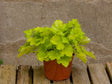 Trvalky Heuchera Lime Marmalade(8)