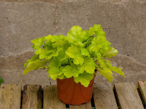 Trvalky Heuchera Lime Marmalade(8)