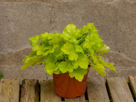 Trvalky Heuchera Lime Marmalade(8)