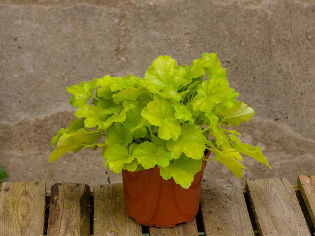 Trvalky Heuchera Lime Marmalade(8)