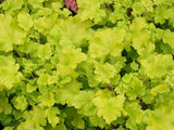 Trvalky Heuchera Lime Marmalade(7)