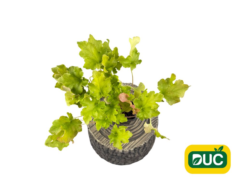 Trvalky Heuchera Lime Marmalade(1)