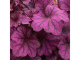 Trvalky Heuchera Wild Rose(1)