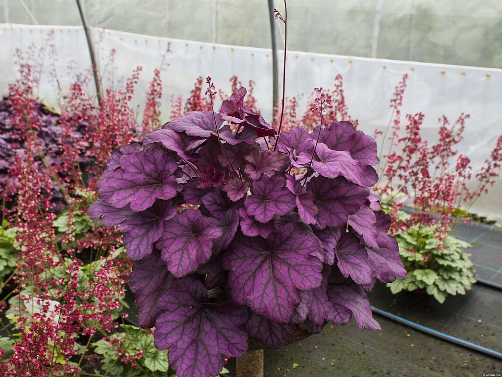 Trvalky Heuchera Wild Rose