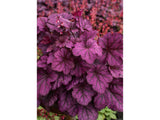 Trvalky Heuchera Wild Rose(3)