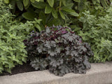 Trvalky Heuchera World Caffe Espresso(1)