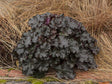 Trvalky Heuchera World Caffe Espresso
