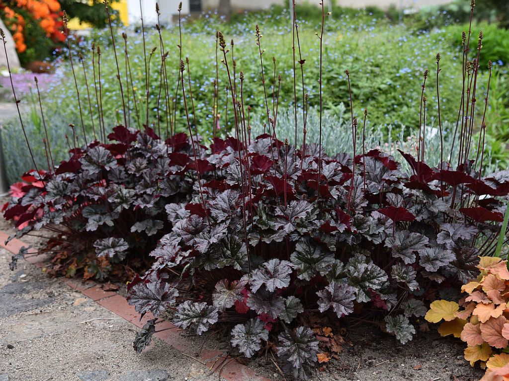 Trvalky Heuchera World Caffe Espresso(10)