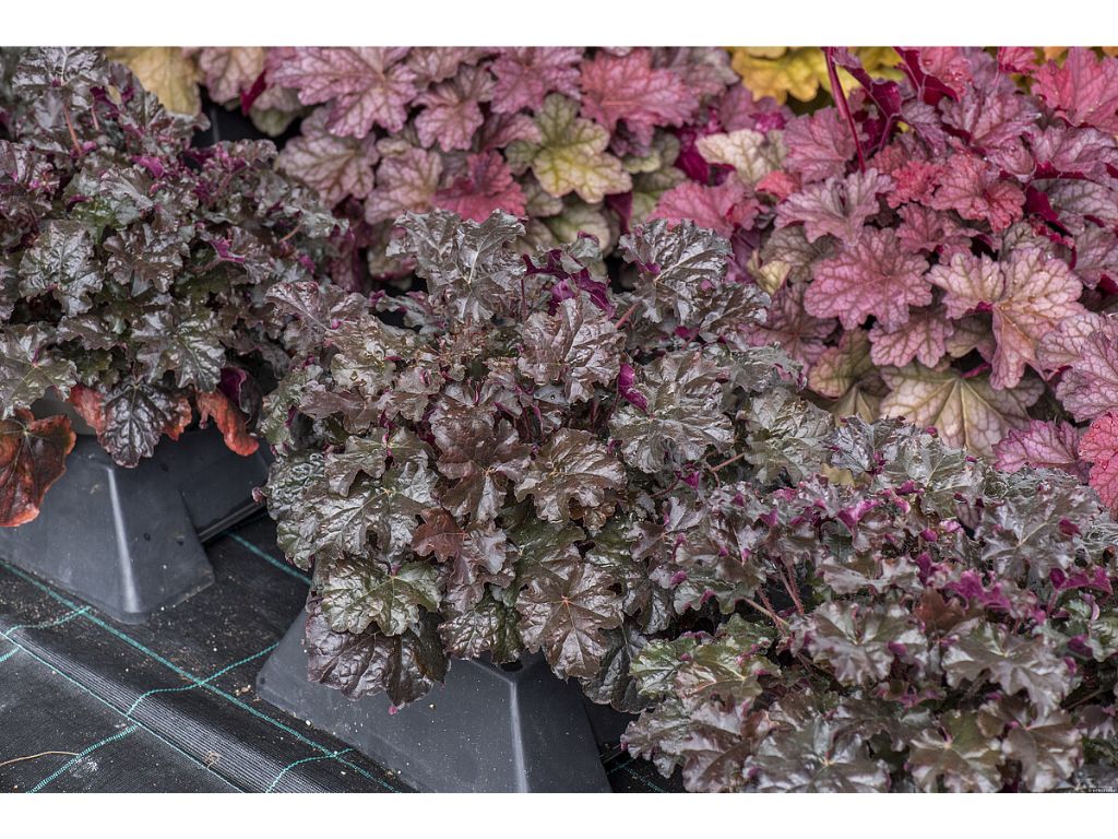 Trvalky Heuchera World Caffe Espresso(9)