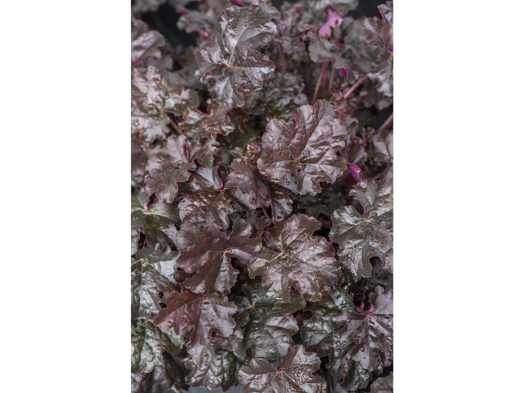Trvalky Heuchera World Caffe Espresso(8)
