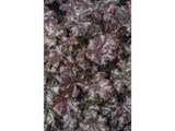 Trvalky Heuchera World Caffe Espresso(8)