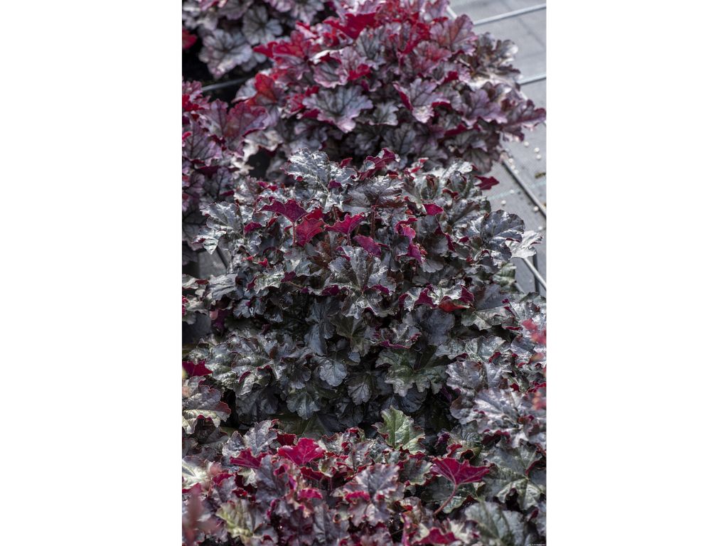 Trvalky Heuchera World Caffe Espresso(7)