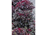 Trvalky Heuchera World Caffe Espresso(7)