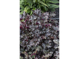 Trvalky Heuchera World Caffe Espresso(6)