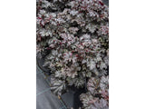 Trvalky Heuchera World Caffe Espresso(5)