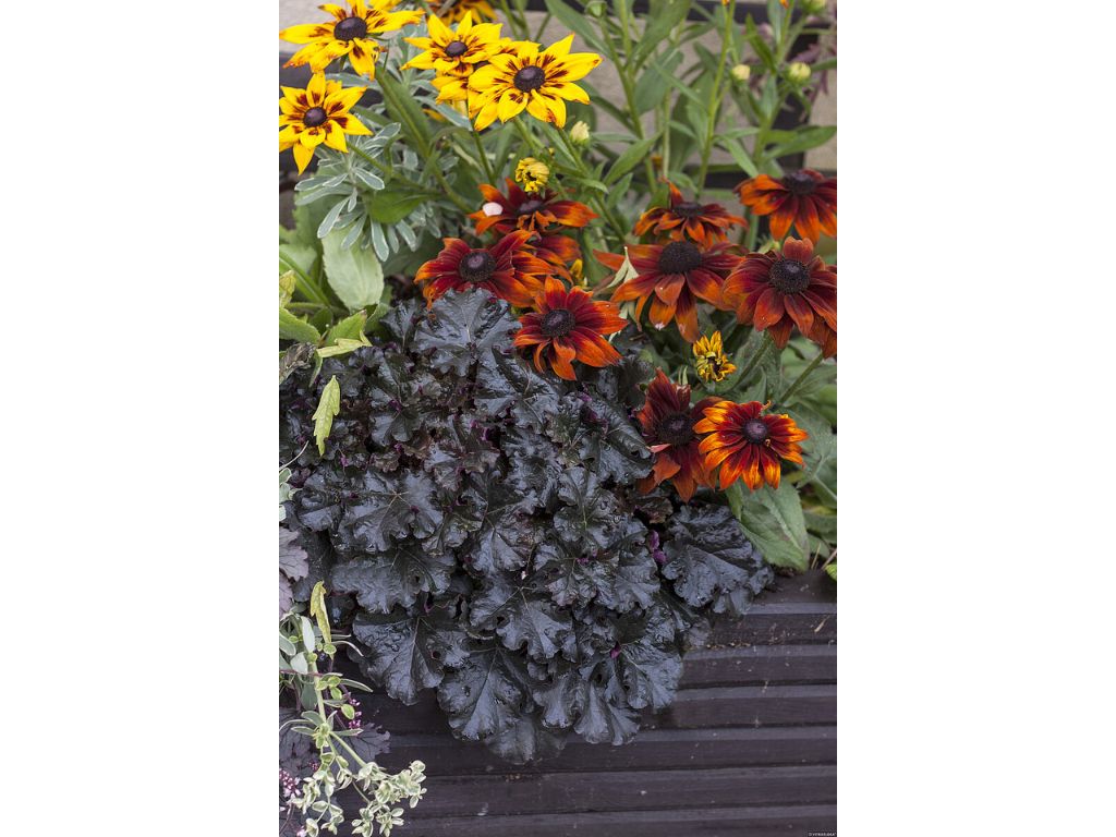 Trvalky Heuchera World Caffe Espresso(4)
