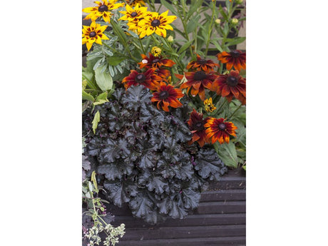 Trvalky Heuchera World Caffe Espresso(4)