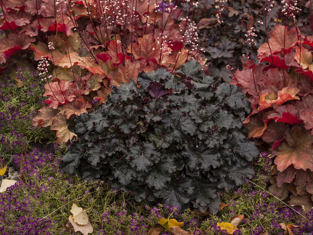 Trvalky Heuchera World Caffe Espresso(3)