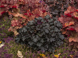 Trvalky Heuchera World Caffe Espresso(3)