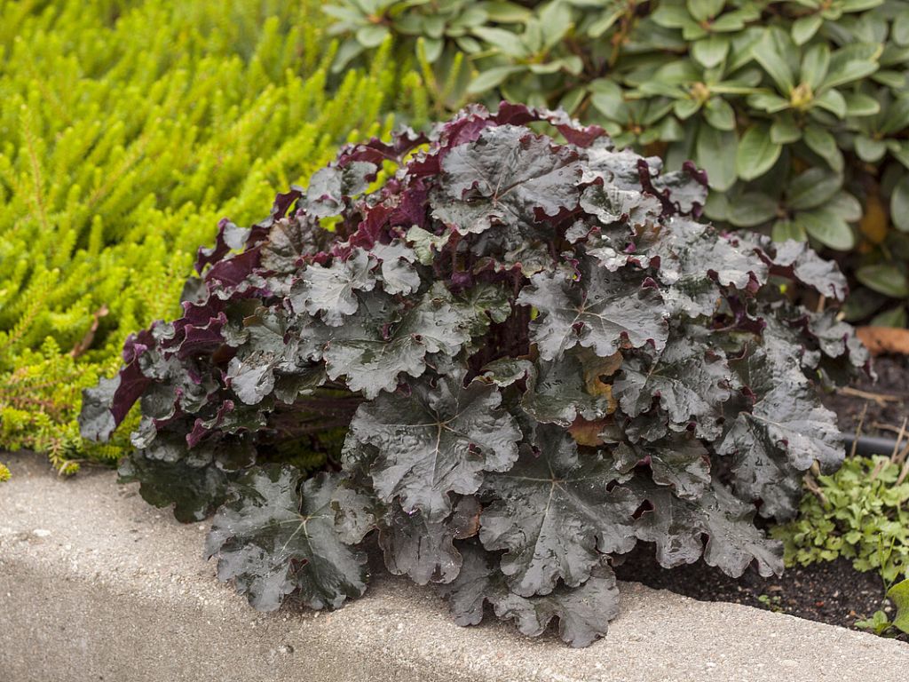 Trvalky Heuchera World Caffe Espresso(2)