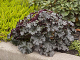 Trvalky Heuchera World Caffe Espresso(2)