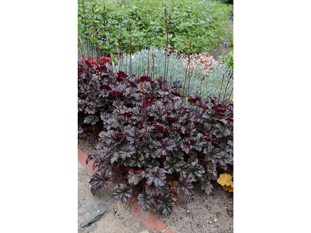 Trvalky Heuchera World Caffe Espresso(11)