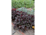 Trvalky Heuchera World Caffe Espresso(11)