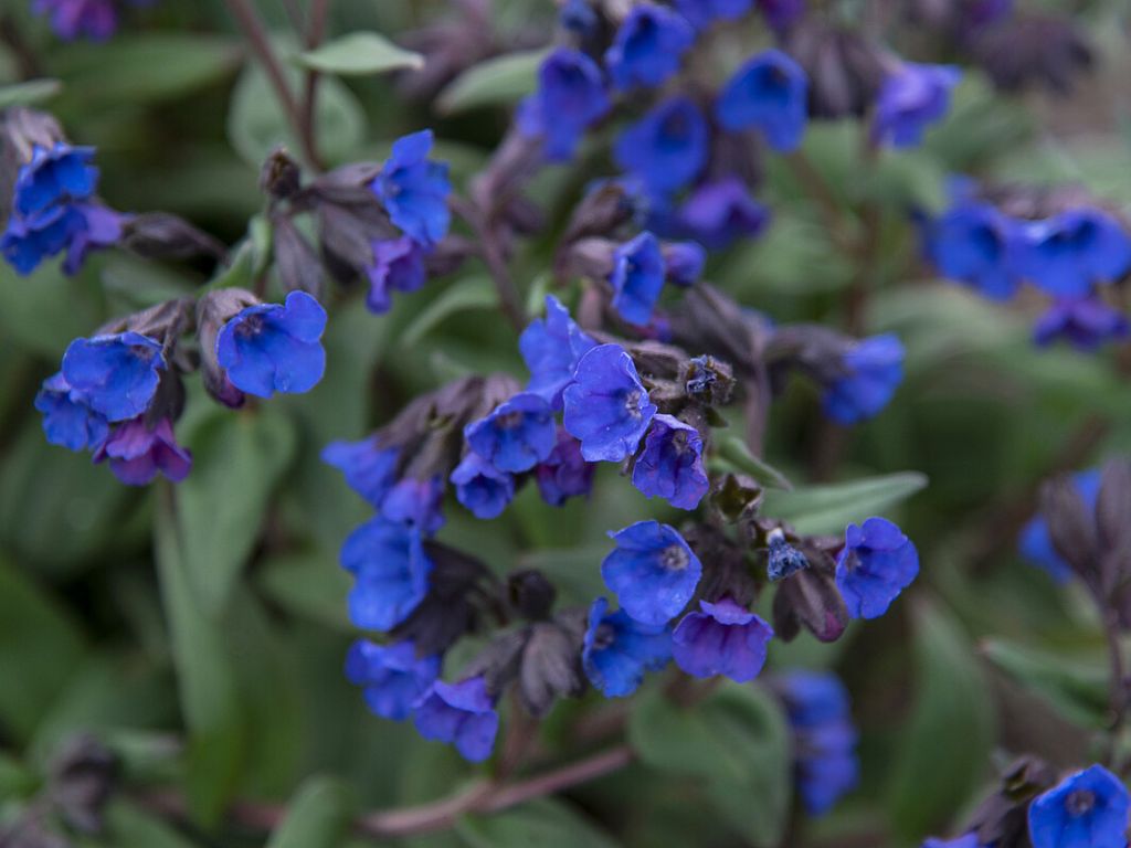 Trvalky Pľúcnik úzkolistý Blue Ensign(4)
