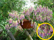 trvalky ducplant(280)