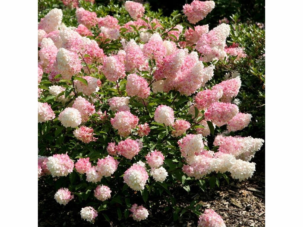 Hortenzie latnatá Vanille-Fraise, výška 30–50 cm, květináč 3 l