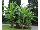 bananovnikducplant(8)