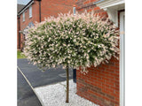 Dreviny na kmienku Vŕba japonská Flamingo na 35 40 cm kmienku(7)