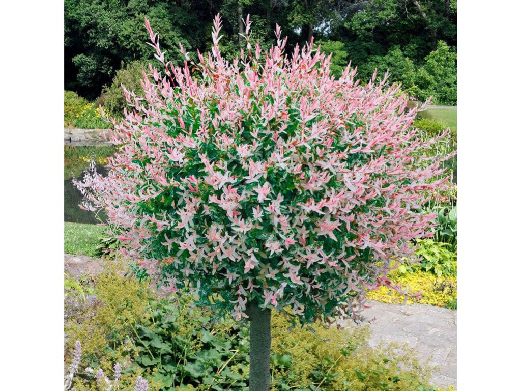 Dreviny na kmienku Vŕba japonská Flamingo na 35 40 cm kmienku(8)