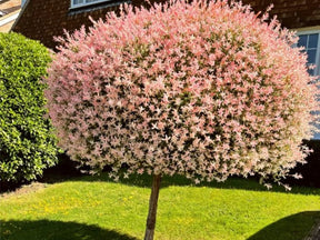 Dreviny na kmienku Vŕba japonská Flamingo na 35 40 cm kmienku(1)