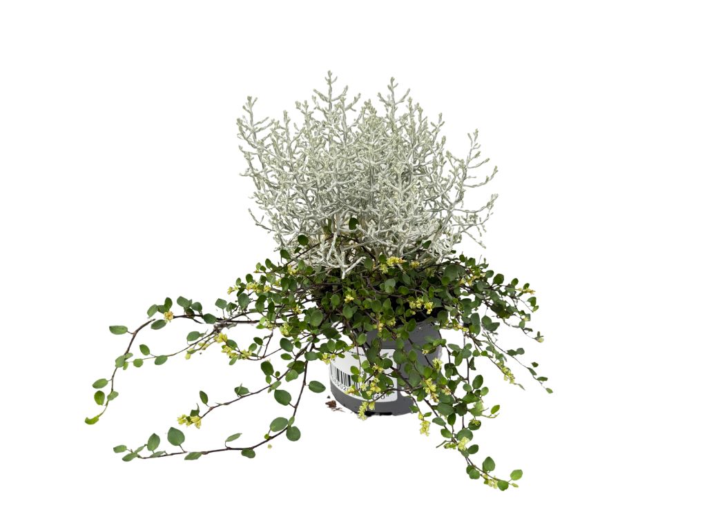 Strieborný drôtik Muehlenbeckia mix(3)