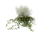 Strieborný drôtik Muehlenbeckia mix(3)