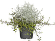 Strieborný drôtik Muehlenbeckia mix(1)