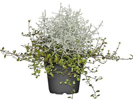 Strieborný drôtik Muehlenbeckia mix(1)