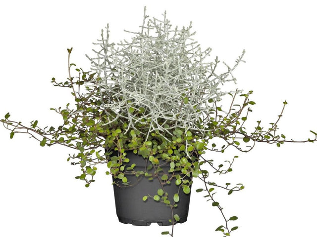 Strieborný drôtik Muehlenbeckia mix(1)
