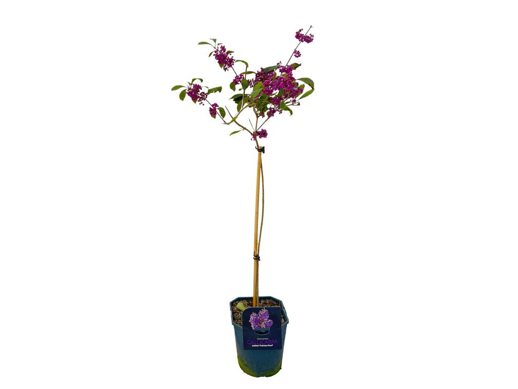 Dreviny na kmienku Krásnoplodka Bodinieri Profusion na 50 60 cm kmienku, výška 80 100 cm(5)