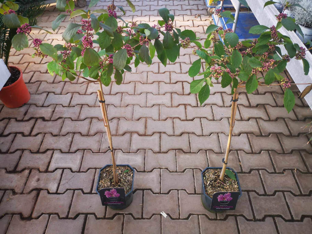 Dreviny na kmienku Krásnoplodka Bodinieri Profusion na 50 60 cm kmienku, výška 80 100 cm(8)