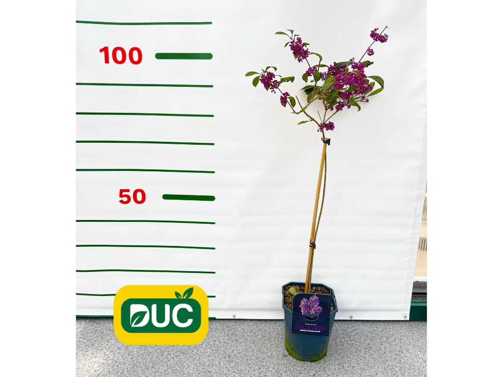 Dreviny na kmienku Krásnoplodka Bodinieri Profusion na 50 60 cm kmienku, výška 80 100 cm(3)